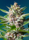 Sweet Seeds Purple Punch OG®