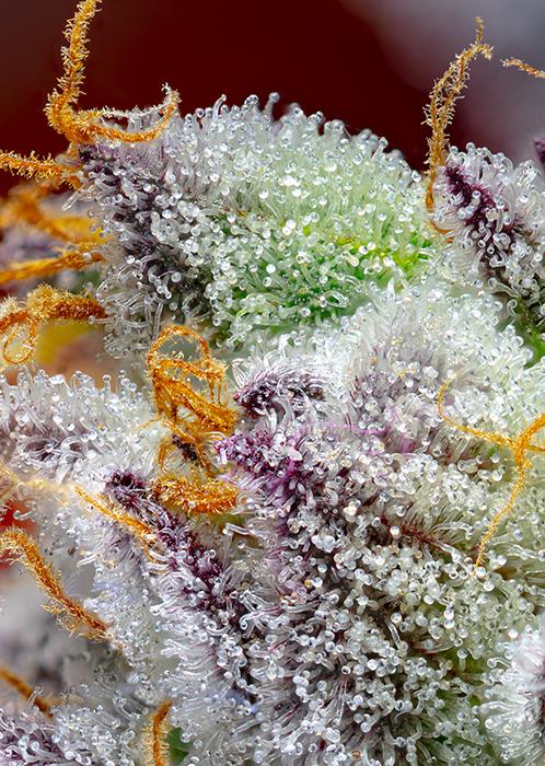 Sweet Seeds Red Gorilla Girl XL Auto®