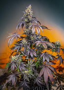 Sweet Seeds Red Gorilla Girl XL Auto®