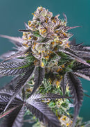 Sweet Seeds Red Strawberry Banana Auto®