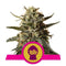 Royal Queen Seeds Bubblegum XL