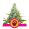 Royal Queen Seeds AMG - Amnesia Mac Ganja