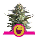 Royal Queen Seeds Amnesia Haze