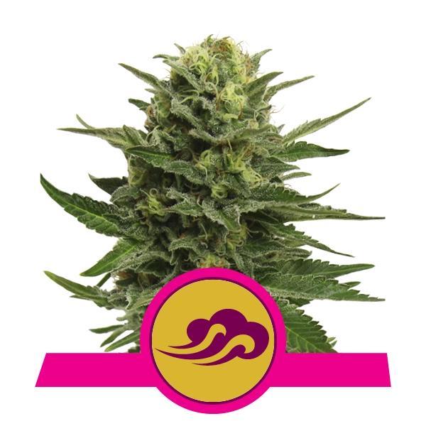 Royal Queen Seeds Blue Mystic