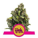 Royal Queen Seeds Candy Kush Express Fast Flowering