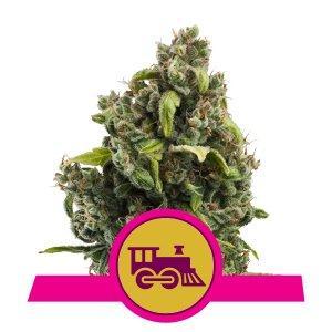 Royal Queen Seeds Candy Kush Express Fast Flowering