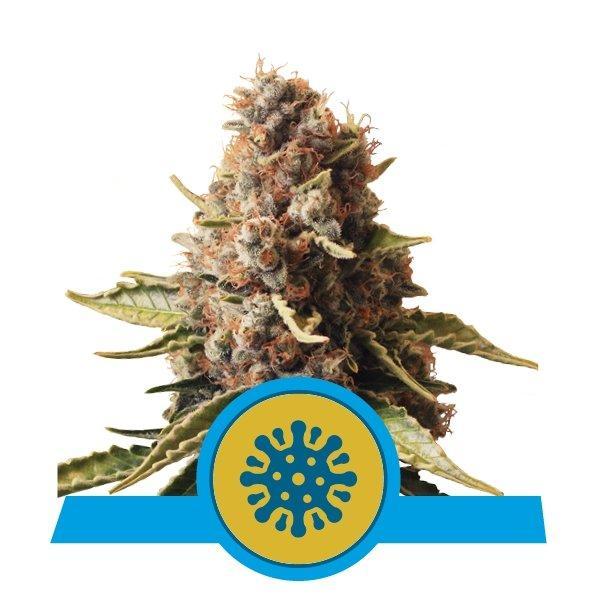 Royal Queen Seeds Euphoria