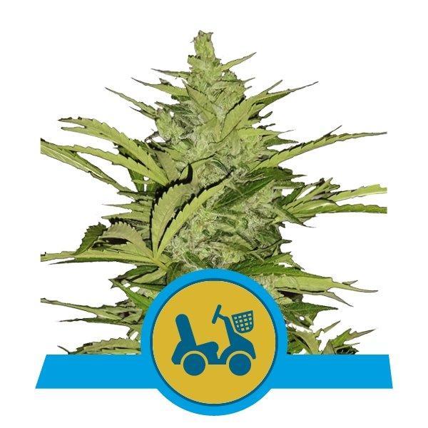 Royal Queen Seeds Fast Eddy Automatic CBD