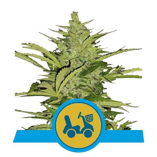 Royal Queen Seeds Fast Eddy Automatic CBD