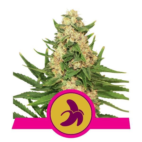 Royal Queen Seeds Fat Banana