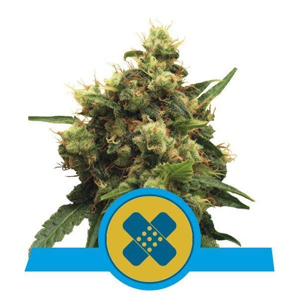 Royal Queen Seeds Painkiller XL