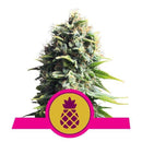 Royal Queen Seeds Pineapple Kush