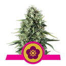 Royal Queen Seeds Power Flower