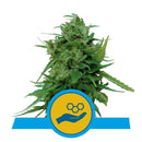 Royal Queen Seeds Solomatic CBD