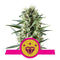 Royal Queen Seeds Special Kush