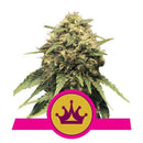 Royal Queen Seeds Special Queen