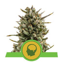 Royal Queen Seeds Amnesia Haze Automatic