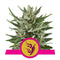 Royal Queen Seeds Speedy Chile (Fast Flowering)