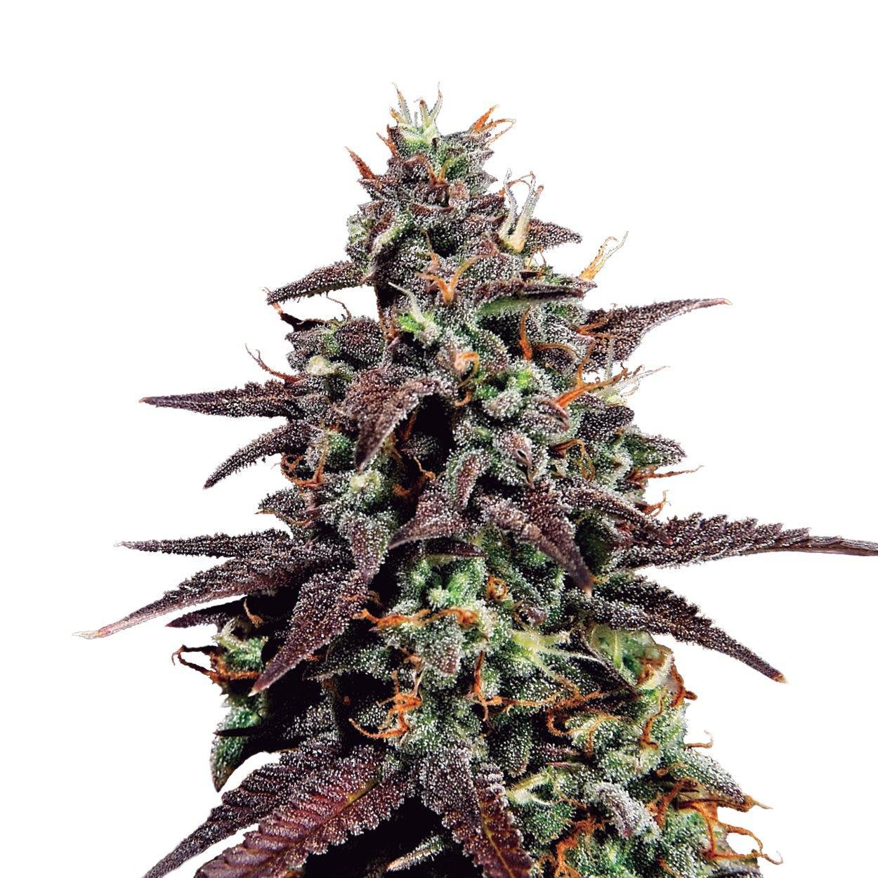 Aeroponica, Autocoltivazione, AUTOFIORENTI, Brands_Royal Queen Seeds, Coltivazione, Idroponica, Indoor, Outdoor, Purple Punch Auto, Semi, Semi da collezione, THC, Tipo_Auto Fiorenti - doisgrowshop.it