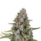 Aeroponica, Autocoltivazione, AUTOFIORENTI, Brands_Royal Queen Seeds, Coltivazione, Idroponica, Indoor, Outdoor, Semi, Semi da collezione, Sherbet Queen Auto, THC, Tipo_Auto Fiorenti - doisgrowshop.it