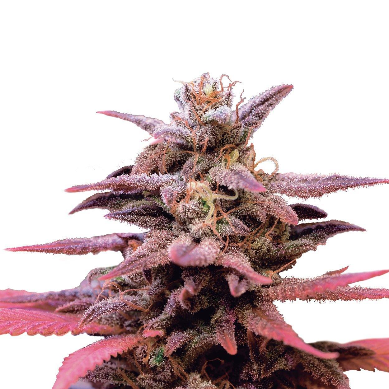 Aeroponica, Autocoltivazione, Brands_Royal Queen Seeds, Coltivazione, FEMMINIZZATI, Idroponica, Indoor, Outdoor, Semi, Semi da collezione, THC, Tipo_Femminizzati, Wedding Crasher - doisgrowshop.it