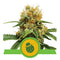 Aeroponica, Autocoltivazione, AUTOFIORENTI, Brands_Royal Queen Seeds, Coltivazione, Do-Si-Dos Auto, Idroponica, Indoor, Outdoor, Semi, Semi da collezione, THC, Tipo_Auto Fiorenti - doisgrowshop.it