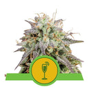 Aeroponica, Autocoltivazione, AUTOFIORENTI, Brands_Royal Queen Seeds, Coltivazione, Idroponica, Indoor, Mimosa Auto, Outdoor, Semi, Semi da collezione, THC, Tipo_Auto Fiorenti - doisgrowshop.it