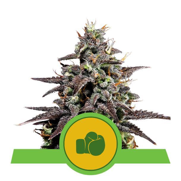 Aeroponica, Autocoltivazione, AUTOFIORENTI, Brands_Royal Queen Seeds, Coltivazione, Idroponica, Indoor, Outdoor, Purple Punch Auto, Semi, Semi da collezione, THC, Tipo_Auto Fiorenti - doisgrowshop.it