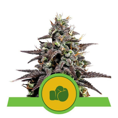 Aeroponica, Autocoltivazione, AUTOFIORENTI, Brands_Royal Queen Seeds, Coltivazione, Idroponica, Indoor, Outdoor, Purple Punch Auto, Semi, Semi da collezione, THC, Tipo_Auto Fiorenti - doisgrowshop.it