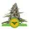 Aeroponica, Autocoltivazione, AUTOFIORENTI, Brands_Royal Queen Seeds, Coltivazione, Idroponica, Indoor, Outdoor, Semi, Semi da collezione, Sherbet Queen Auto, THC, Tipo_Auto Fiorenti - doisgrowshop.it