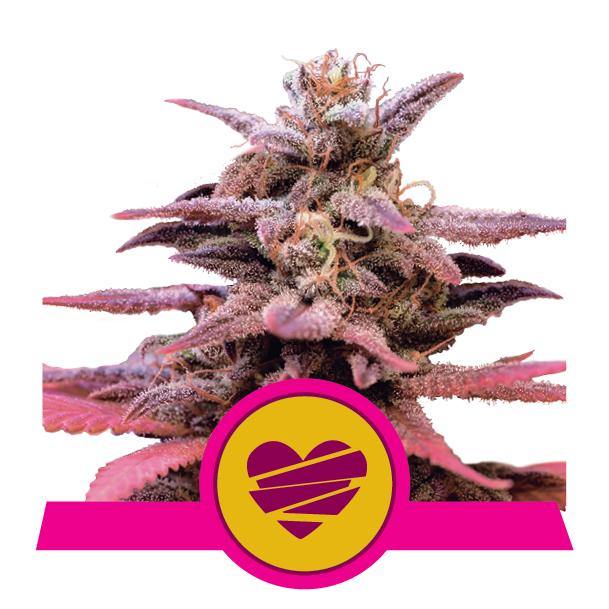Aeroponica, Autocoltivazione, Brands_Royal Queen Seeds, Coltivazione, FEMMINIZZATI, Idroponica, Indoor, Outdoor, Semi, Semi da collezione, THC, Tipo_Femminizzati, Wedding Crasher - doisgrowshop.it