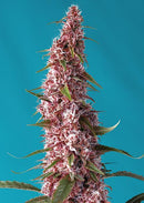 Sweet Seeds Red Pure Auto CBD®