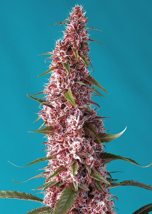 Sweet Seeds Red Pure Auto CBD®