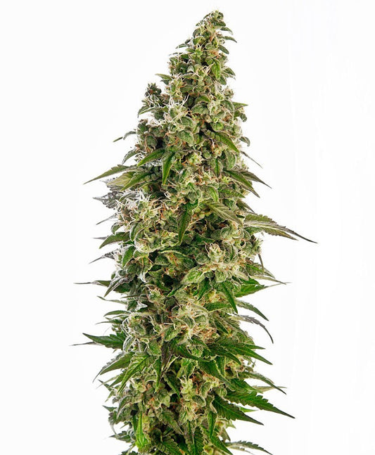 Sensi Seeds Auto Afghani