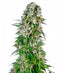 Sensi Seeds Big Bud Automatic