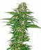 Sensi Seeds Early Skunk Automatic