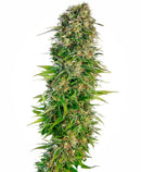 Sensi Seeds Hindu Kush Automatic