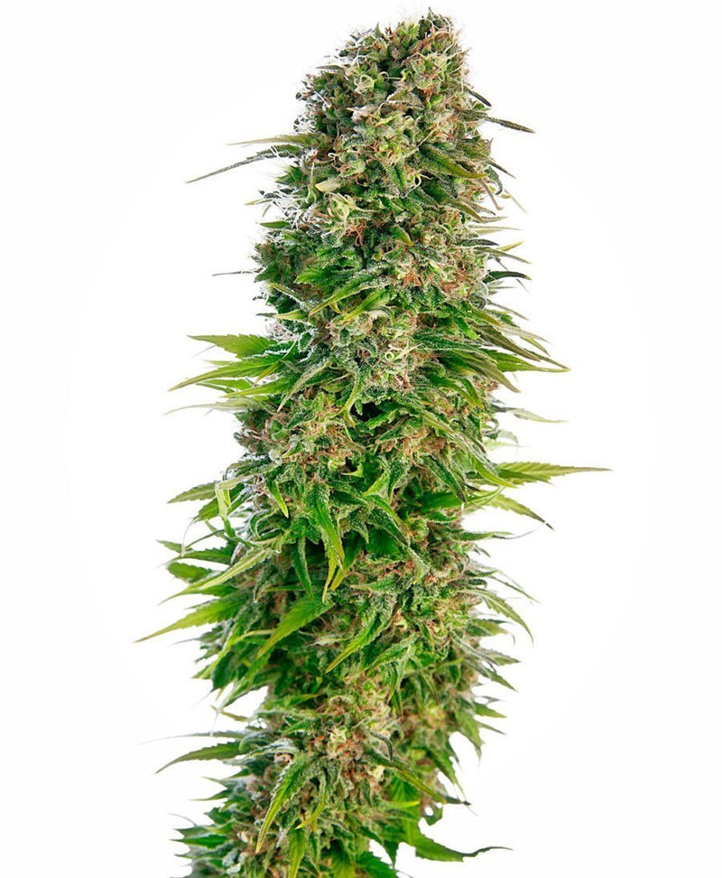Sensi Seeds Hindu Kush Automatic