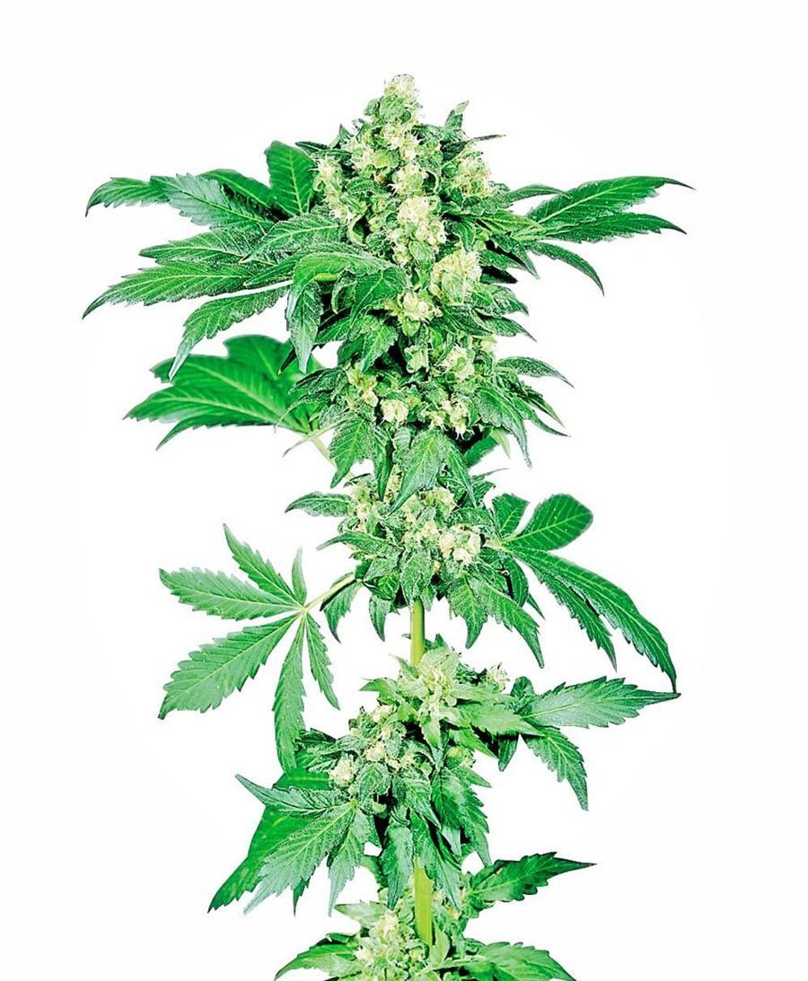 Sensi Seeds Afghani #1 Femminizzati