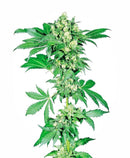 Sensi Seeds Afghani