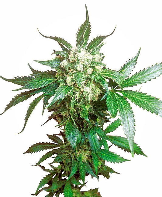 Sensi Seeds Black Domina Femminizzati