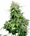 Sensi Seeds California Indica Femminizzati