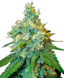 Sensi Seeds Jack Herer Femminizzati