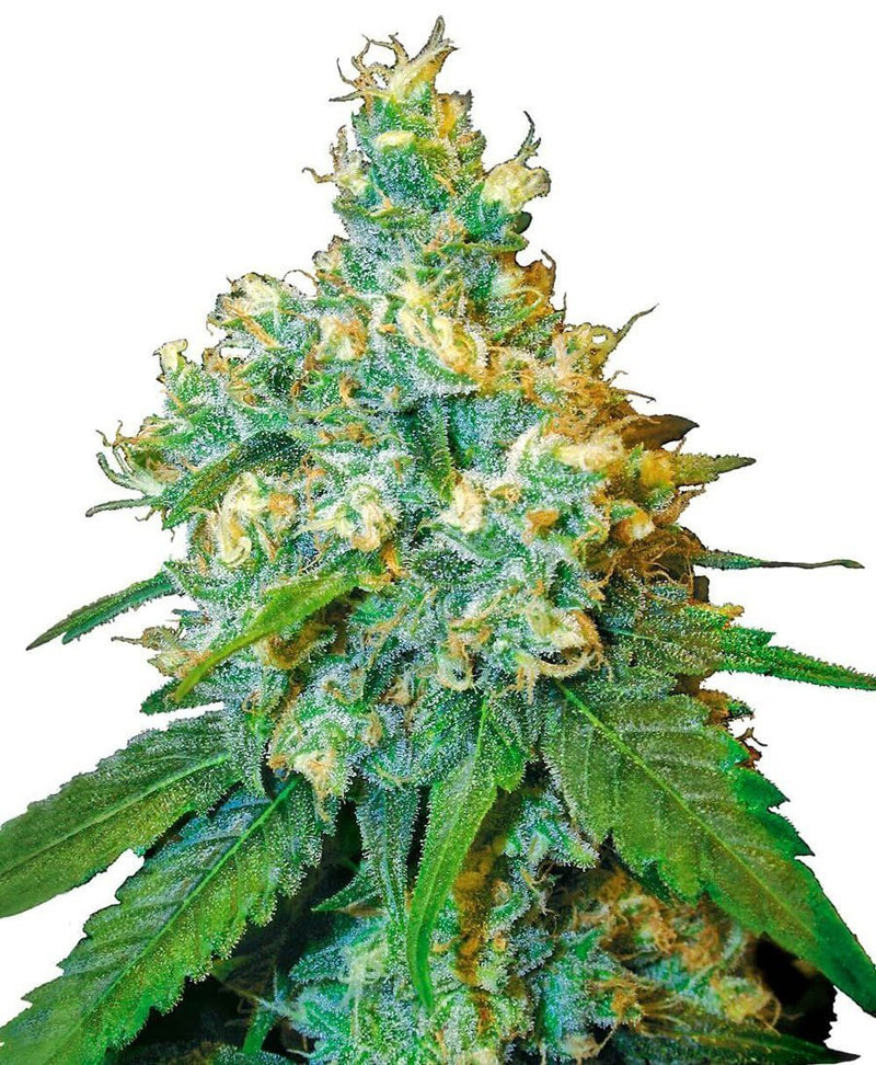 Sensi Seeds Jack Herer Femminizzati