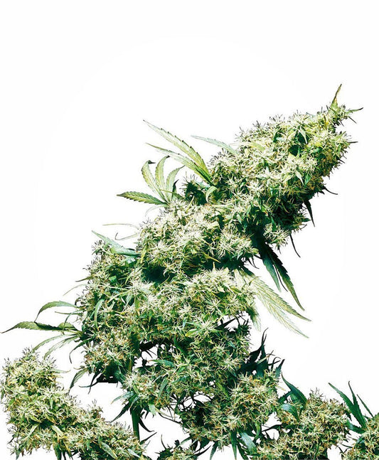 Sensi Seeds Jamaican Pearl Femminizzati
