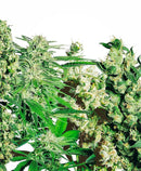 Sensi Seeds Mix di Semi Femminizzati