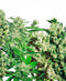 Sensi Seeds Mix di Semi Femminizzati