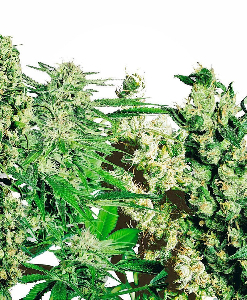 Sensi Seeds Mix di Semi Femminizzati