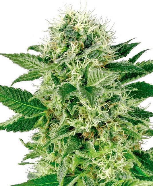 Sensi Seeds Northern Lights Femminilizzati