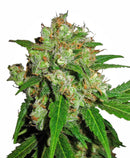 Sensi Seeds Sensi Skunk